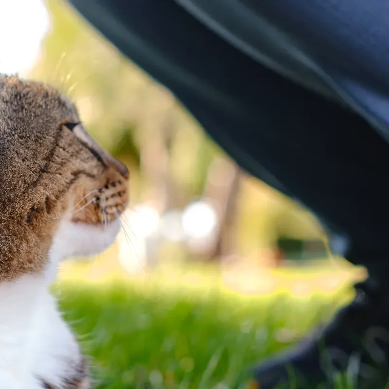 A hand gently petting a tabby cat outdoors