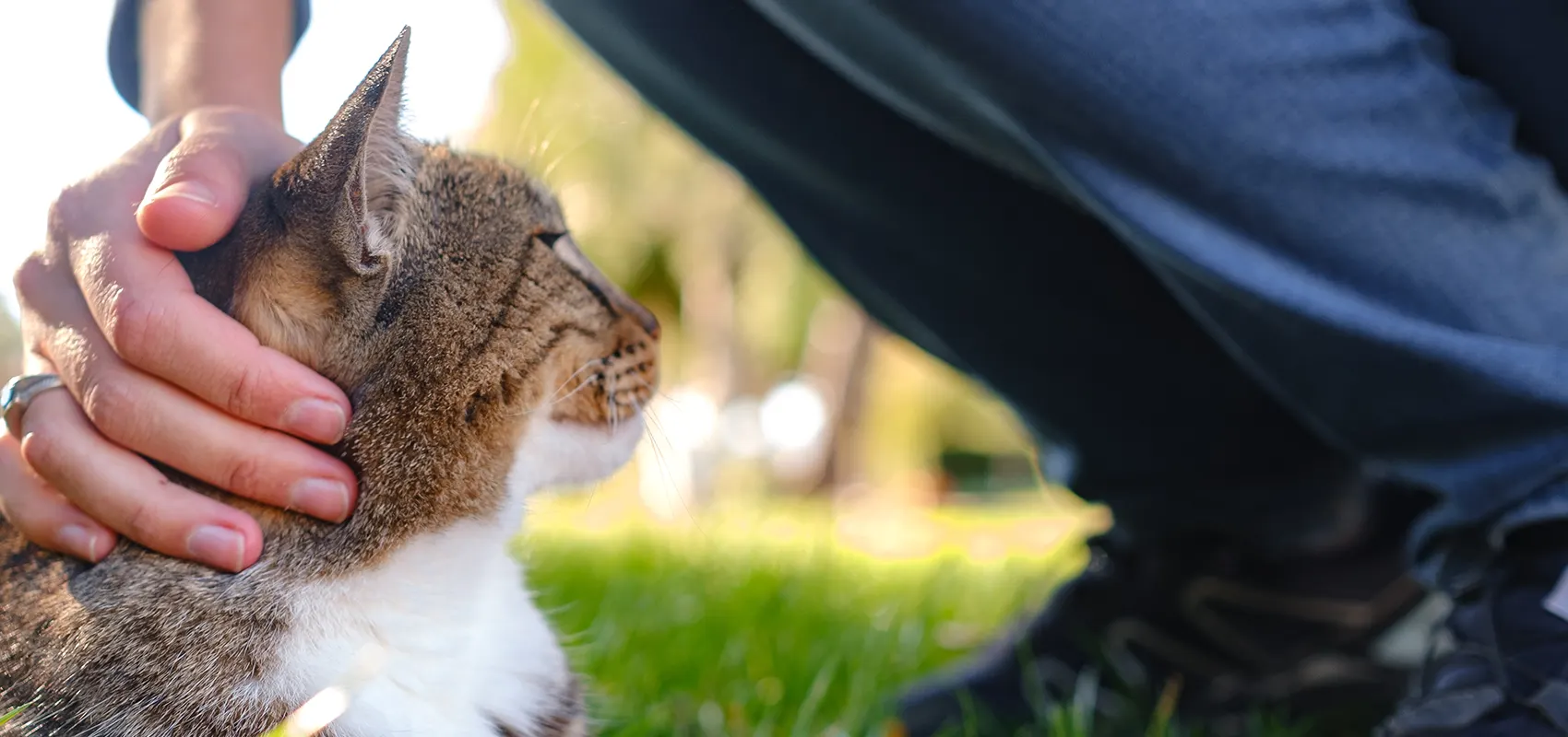 A hand gently petting a tabby cat outdoors