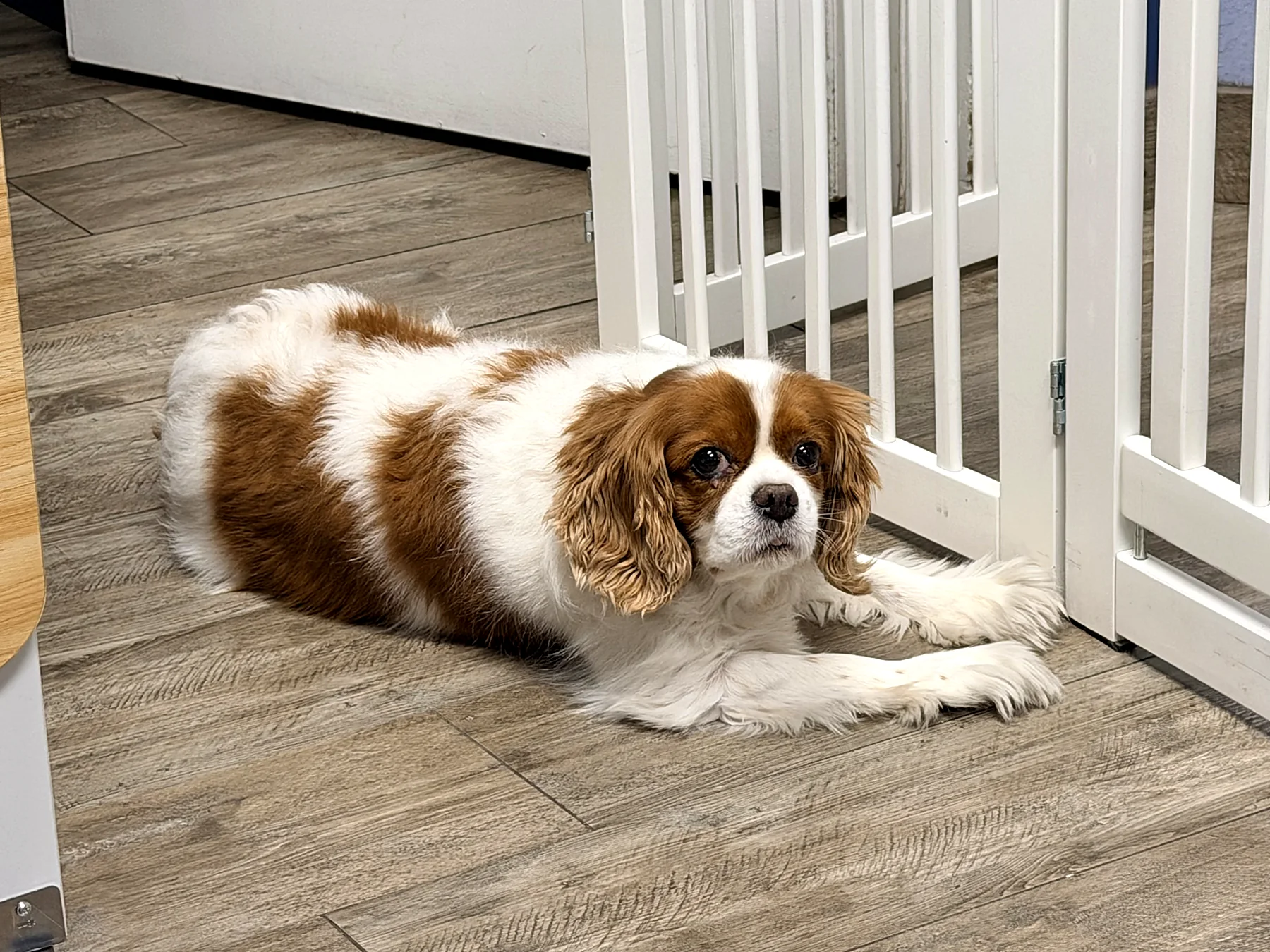 A Cavalier King Charles spaniel relaxing at the hospital