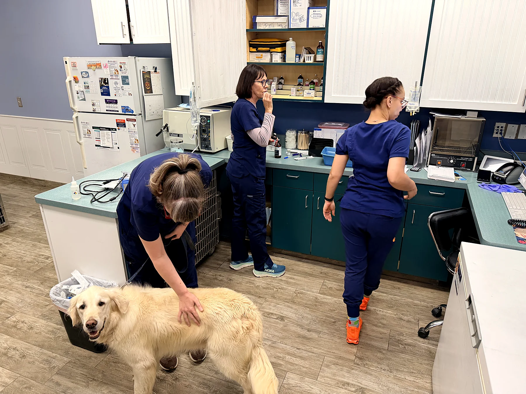 A team member greeting a golden retriever in the treatment area