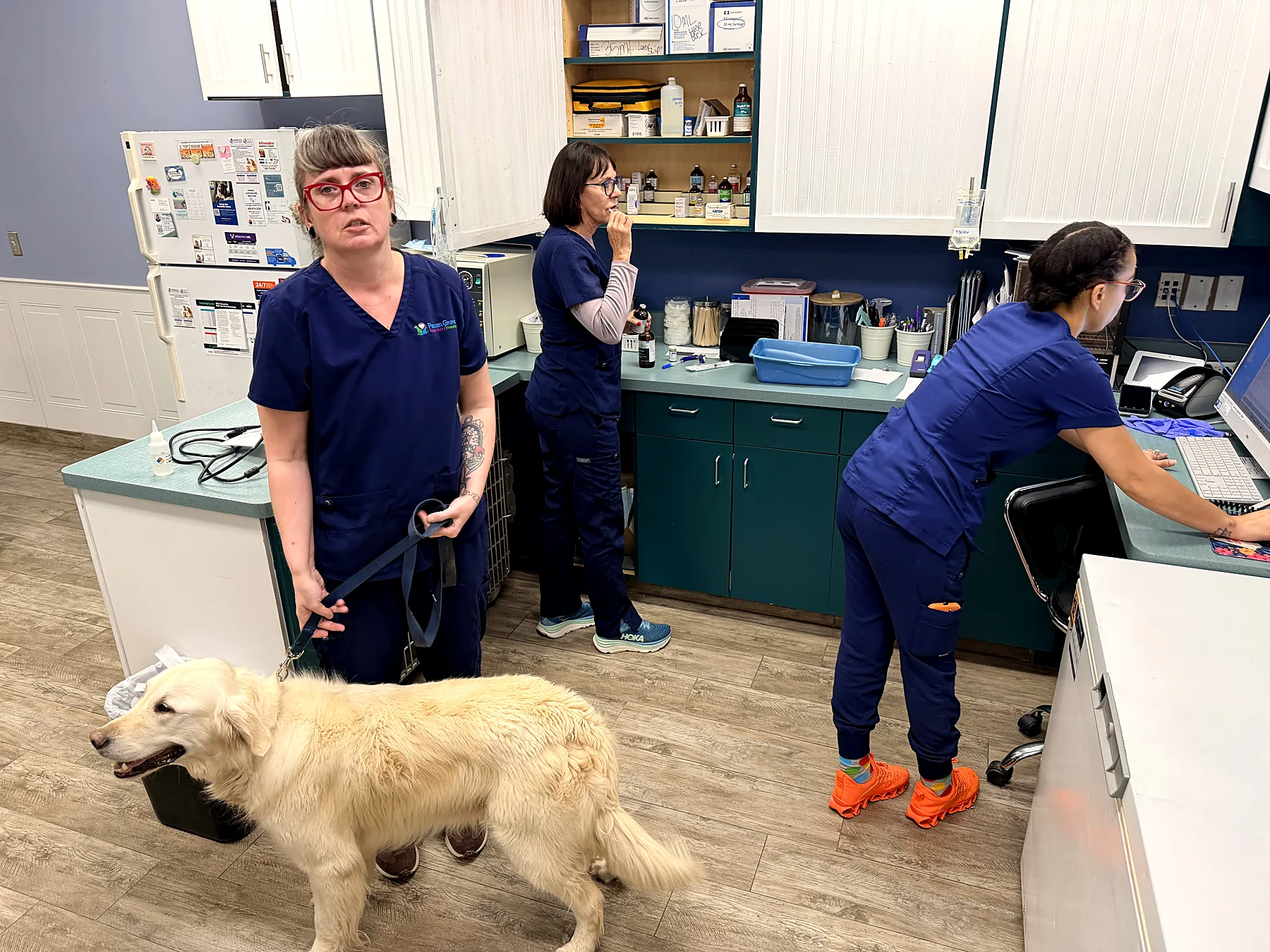 A golden retriever visiting the treatment area with the Pecan Grove team
