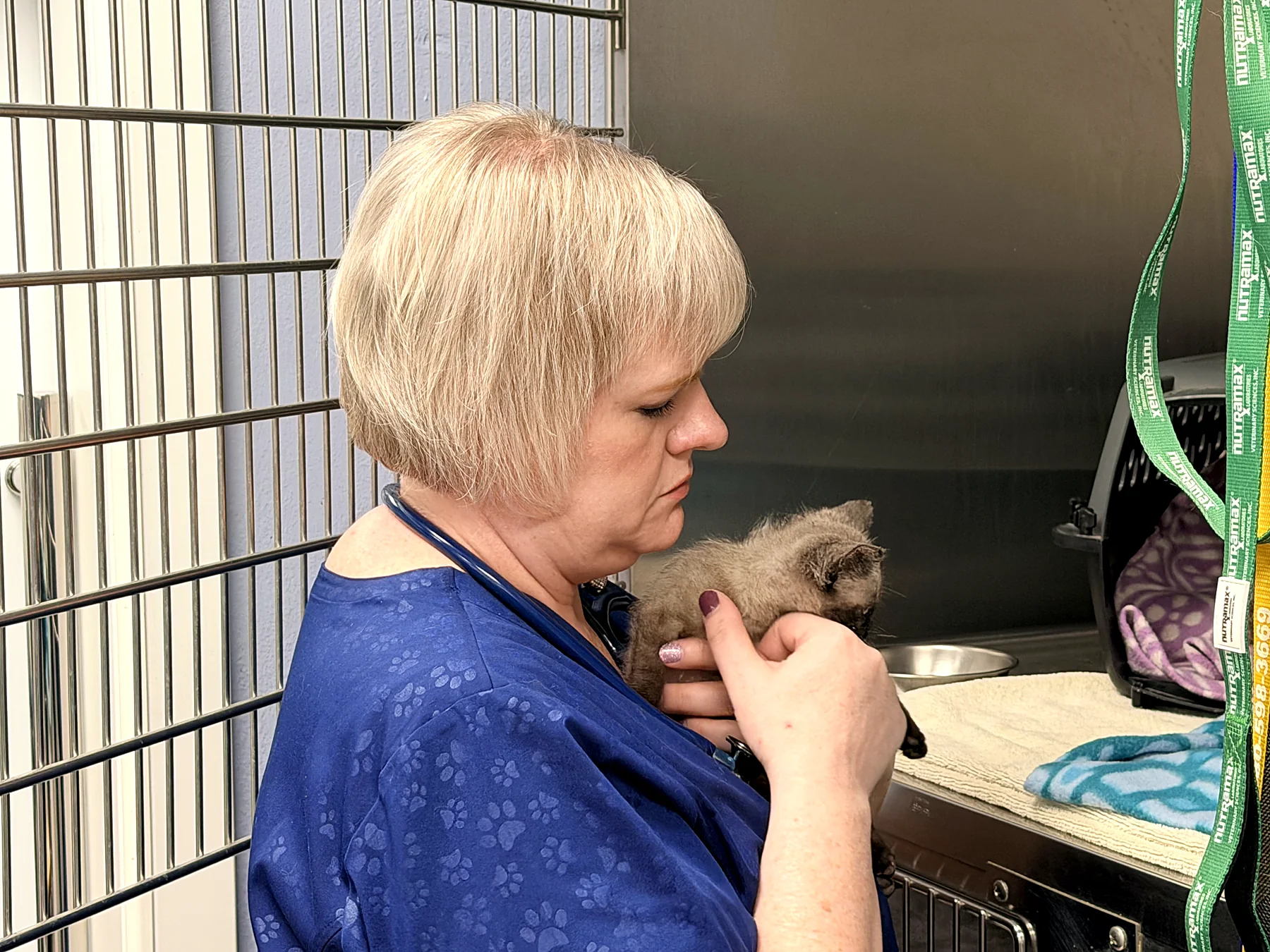 A team member gently holding a kitten in the ward